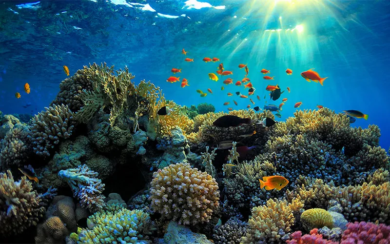 Exploring the colorful coral reefs at Hon Do, Van Phong Bay