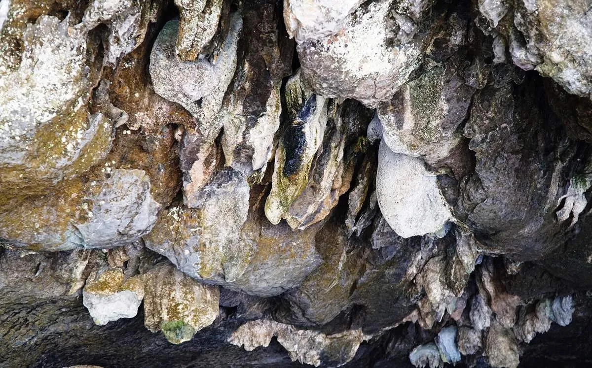 Exploring the magical beauty of Buddha Cave by bamboo boat, a unique experience in Thung Nham