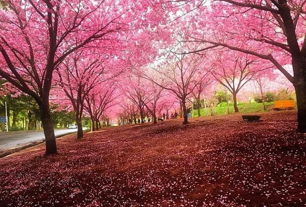 No Northwest Vietnam tourist destination has more beautiful cherry blossom gardens than Pa Khoang commune, Dien Bien