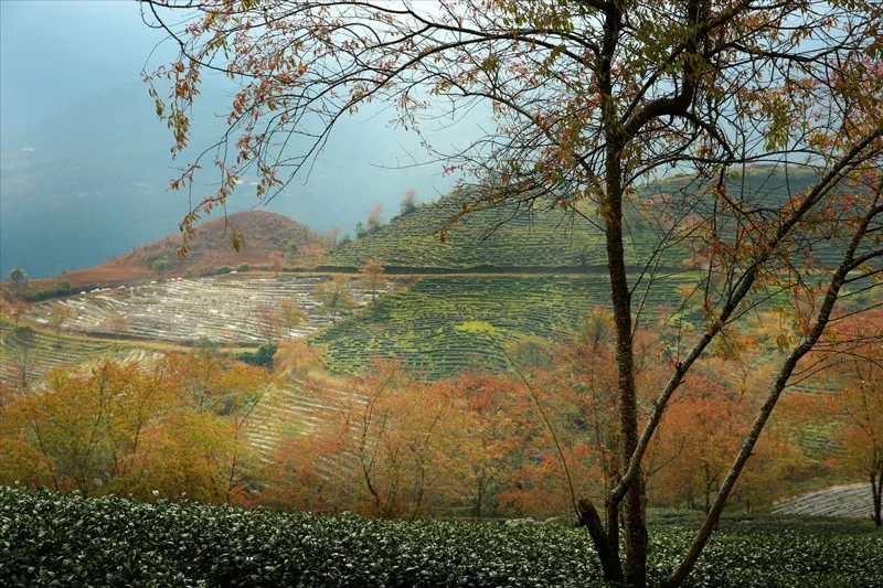 Fresh and cool atmosphere at O Quy Ho tea hill in the early morning
