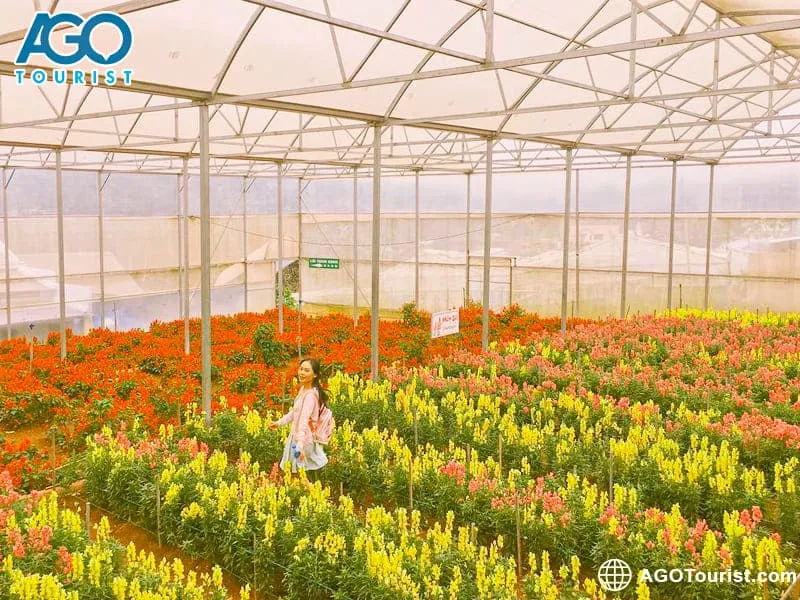 Khu trồng hoa đa dạng chủng loại tại làng hoa Vạn Thành