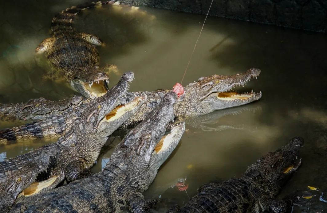 Crocodile fishing area designed safely for visitors
