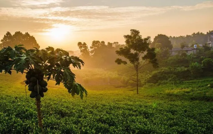 Sunrise over Tan Cuong tea hills, showcasing the fresh air and peaceful atmosphere