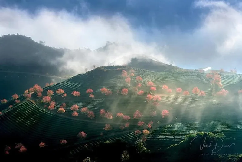 O Quy Ho tea hill landscape hidden in the early morning mist