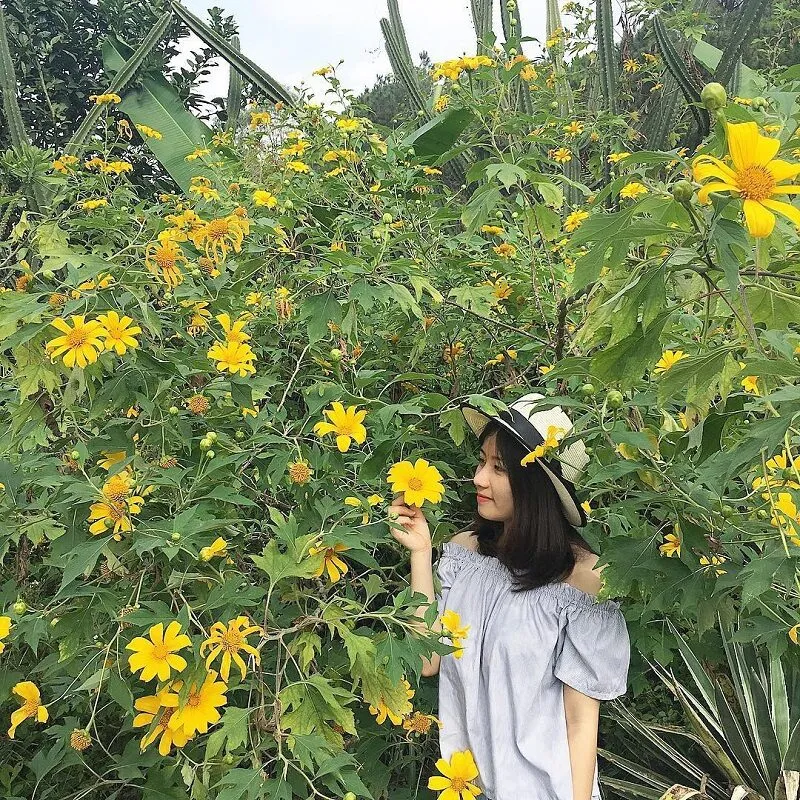 Romantic scenery of admiring Da Lat wild sunflowers in the early morning