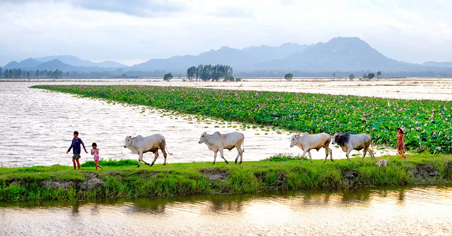 Peaceful An Giang countryside scenery during the floating season