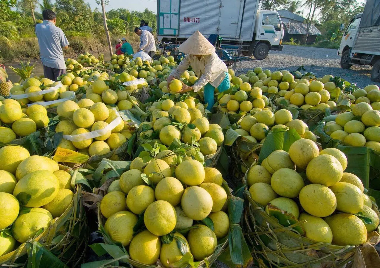 Khung cảnh xanh mát tại vườn trái cây Vĩnh Kim
