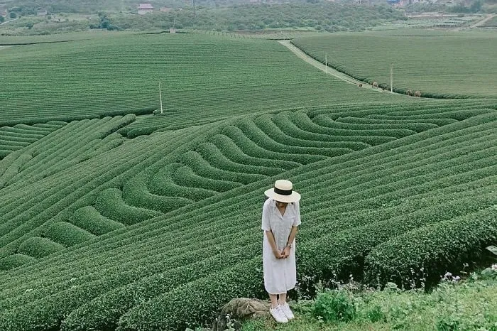 Khung cảnh yên bình đẹp như tranh vẽ tại đồi chè