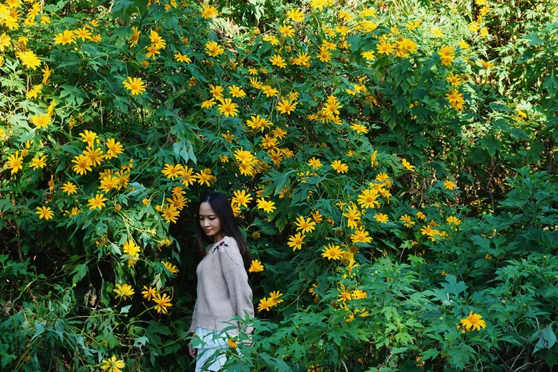 Golden hour for photographing Ba Vi wild sunflowers, when natural light creates shimmering photos
