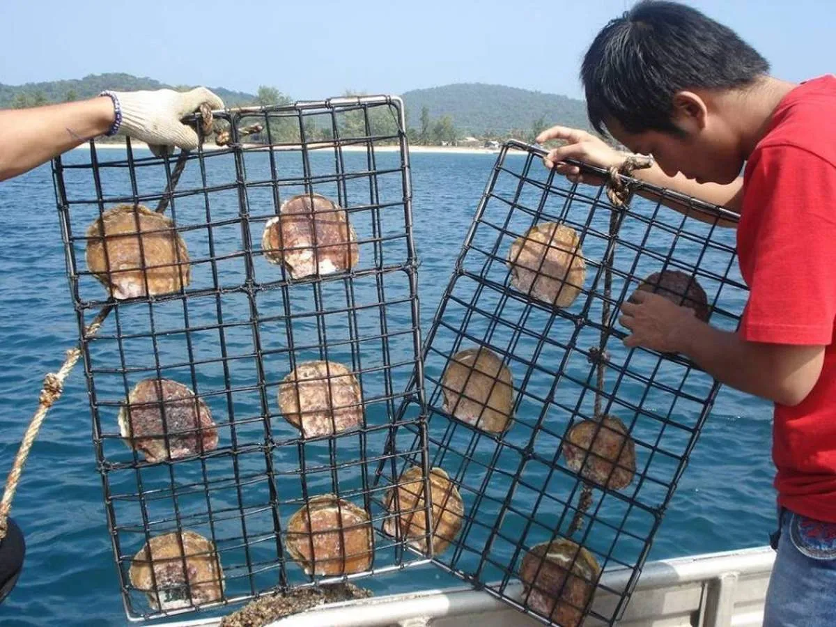 Pearl inspection before harvesting.