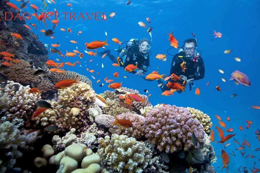 Snorkeling and coral reef viewing