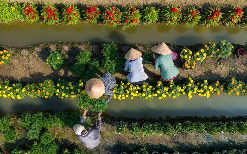 My Phong flower village in Tien Giang welcoming Tet