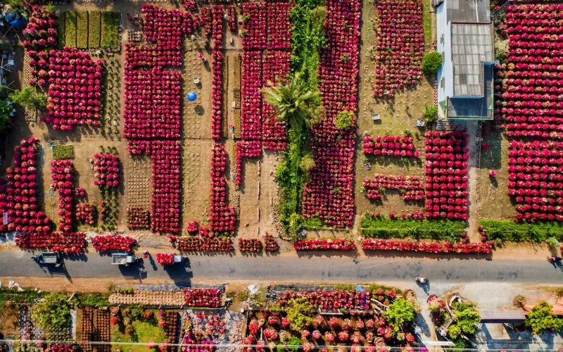 Phu Son flower village in Ben Tre during spring