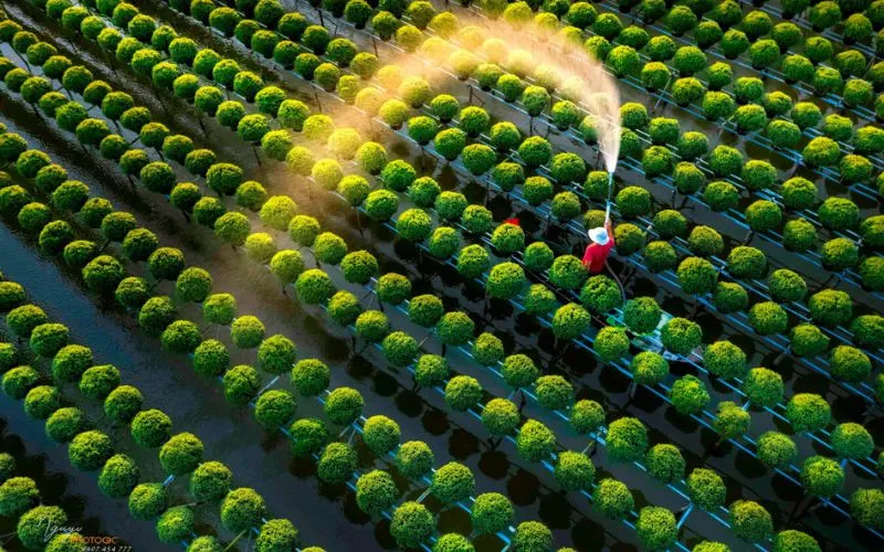Làng hoa Sa Đéc rực rỡ sắc màu mùa xuân
