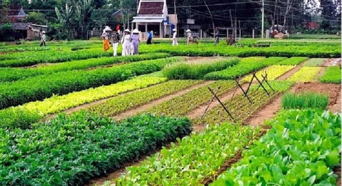 Tra Que Vegetable Village - a green and peaceful destination near Kim Bong Carpentry Village