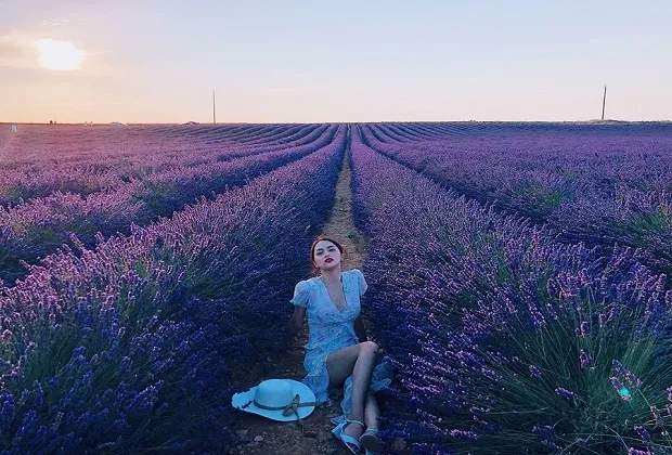 lavender đà lạt - giới thiệu