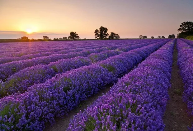 Lavender field at Tuyen Lam Lake, Da Lat