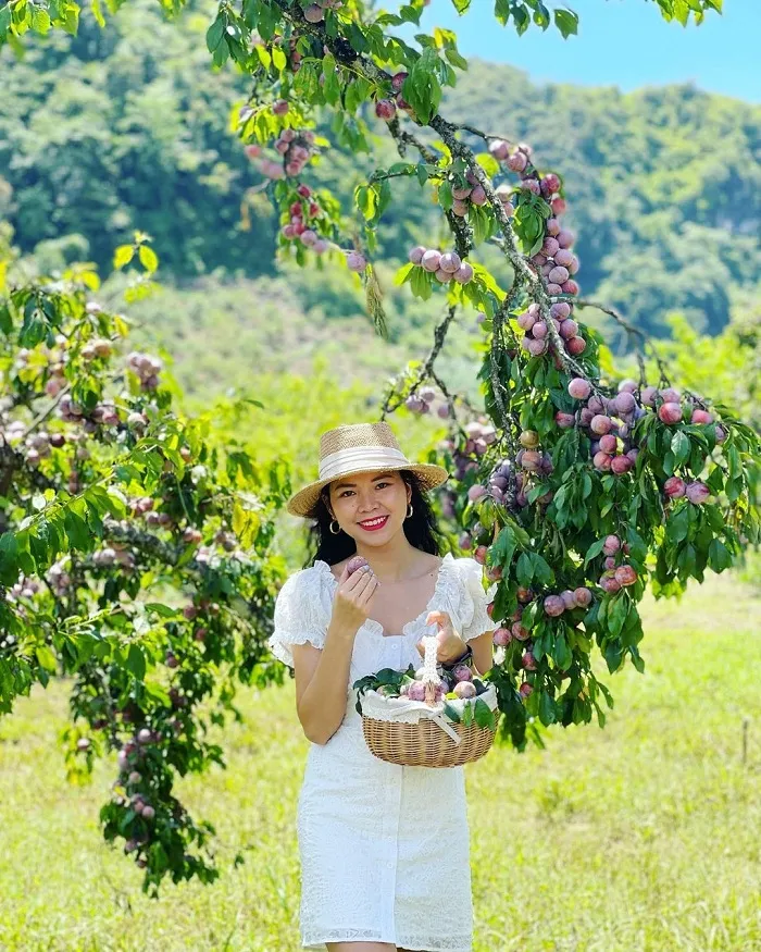 Lễ hội hái mận là lễ hội đặc sắc miền núi phía Bắc