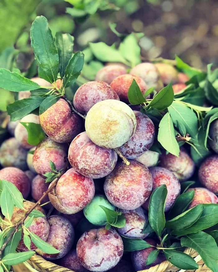 Moc Chau Plum Picking Festival featuring diverse cultural activities