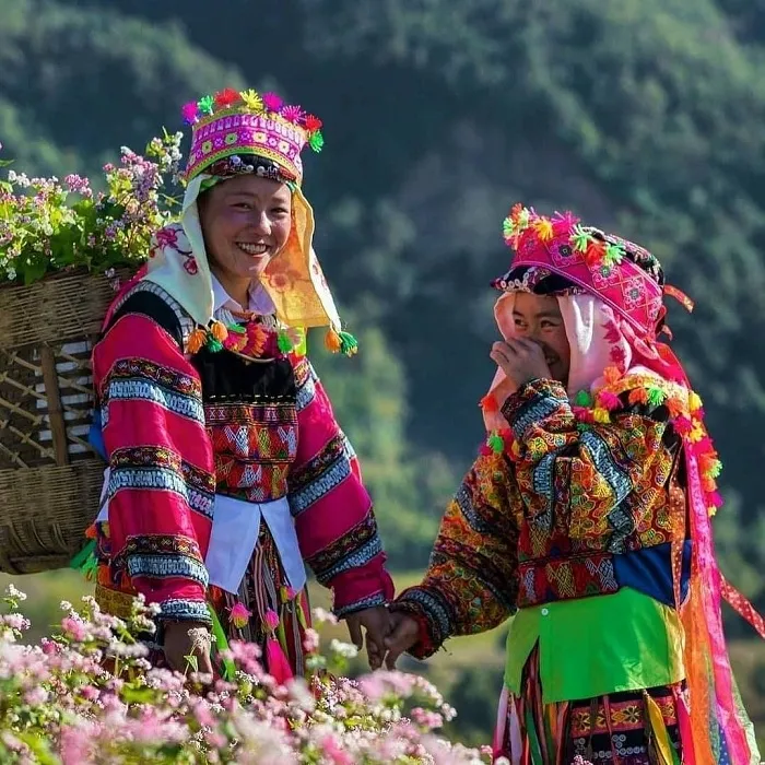 Ha Giang Buckwheat Flower Festival in the Dong Van Karst Plateau