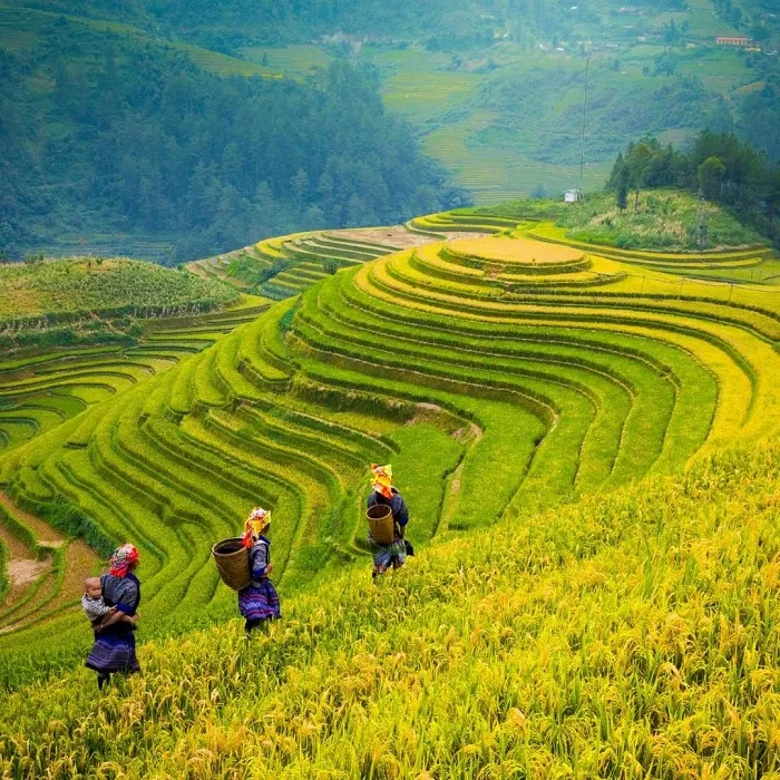 Mu Cang Chai Terraced Fields Festival during the rice harvest season