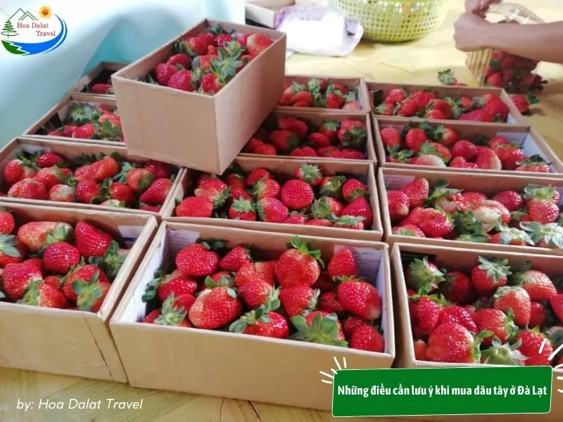 Choose to buy fresh and safe Dalat strawberries