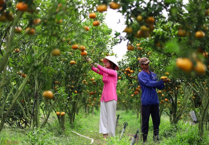 Cai Be orchard laden with various attractive fruits