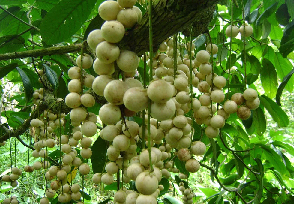 Lai Thieu Orchard in Binh Duong with tropical specialty fruits
