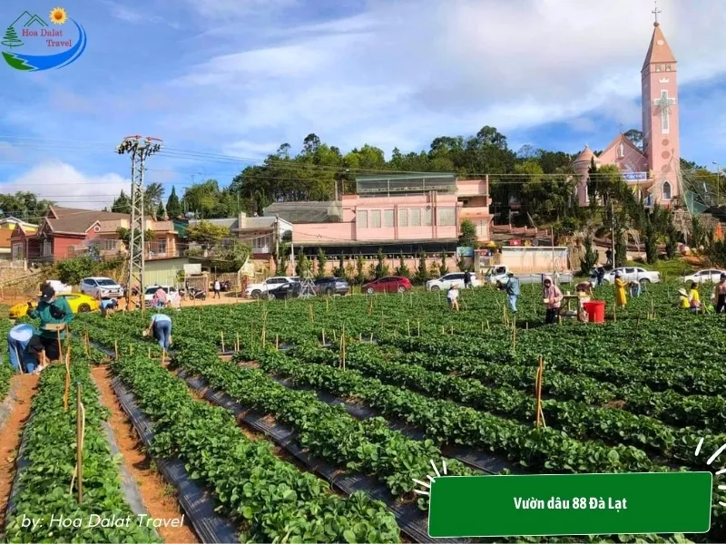 Traditional strawberry growing model at 88 Strawberry Garden Dalat brings a distinctive flavor