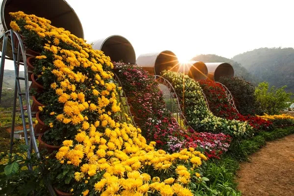 A person standing in a heart-shaped floral arrangement at Happy Land Moc Chau