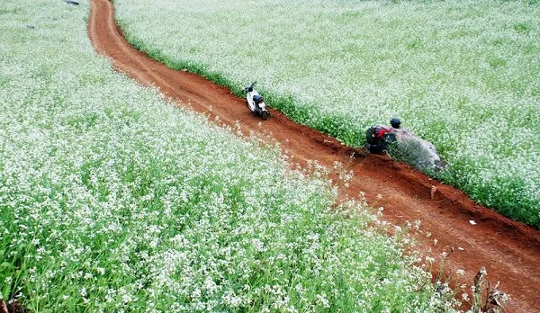 Field of white canola flowers in Moc Chau