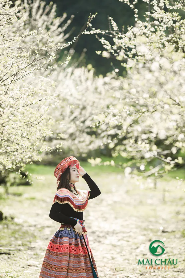 Valley filled with white plum blossoms in Moc Chau