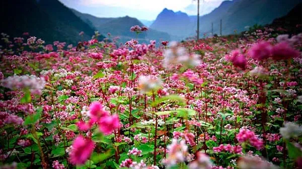 Buckwheat flowers blooming in Moc Chau in December