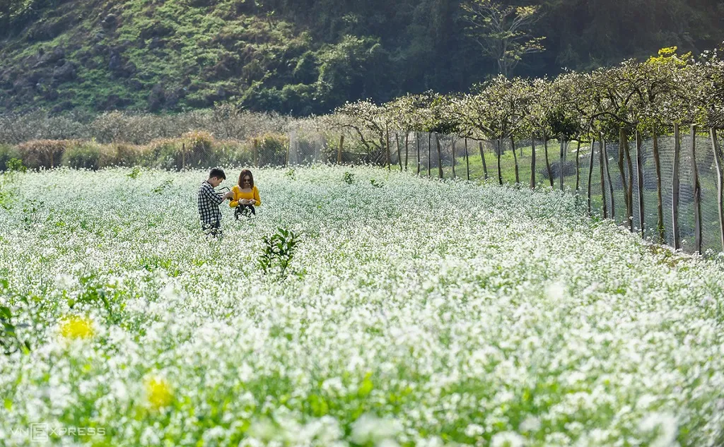 White mustard flower season in Na Ka valley