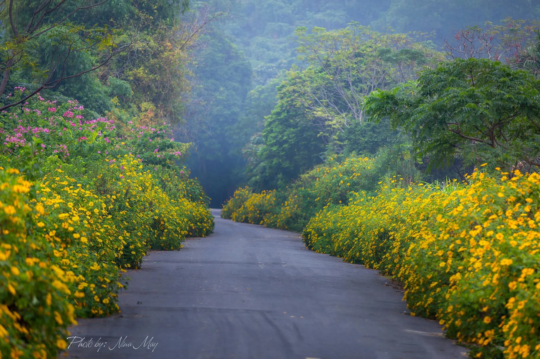 Wild sunflower season in Ba Vi National Park