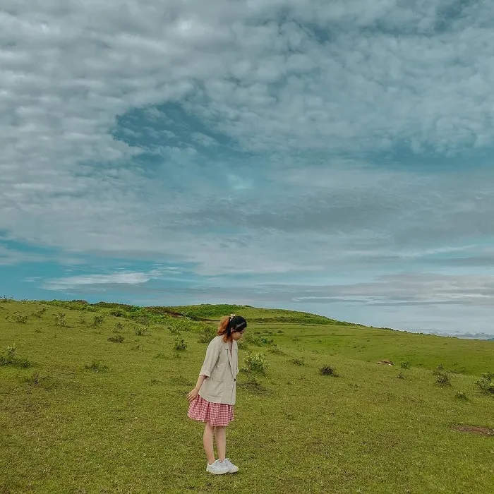 Purple sim flowers blooming season on Bui Hui grassland