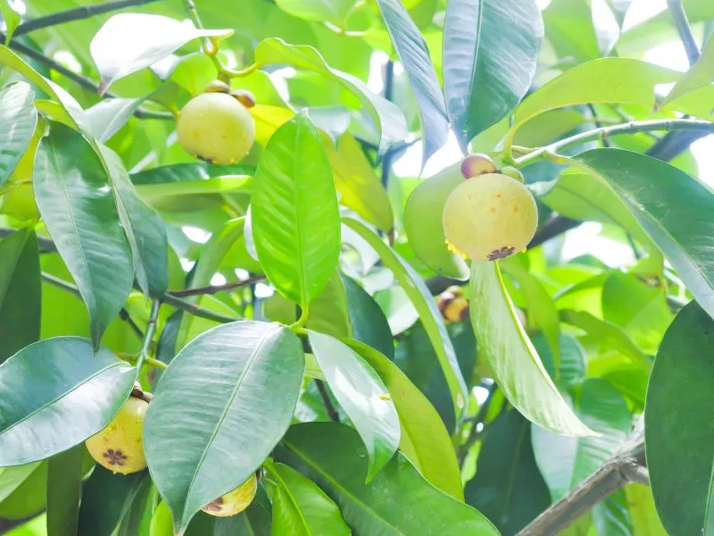 Mùa măng cụt còn xanh mơn mởn vẫn thu hút người đến tham quan vườn 2 Đạo