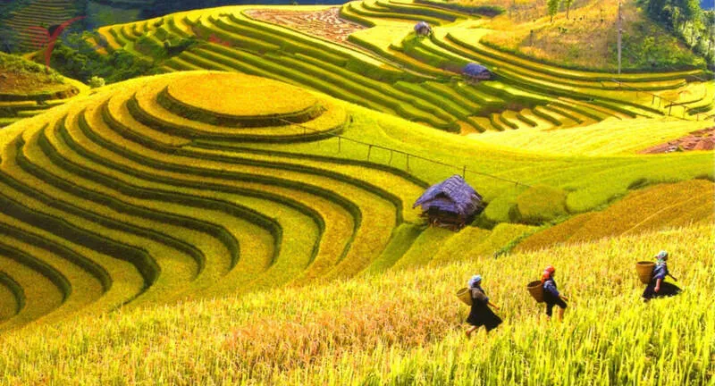 Mùa thu Sapa