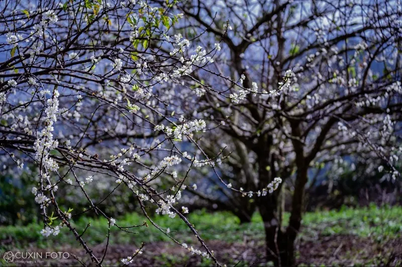 White plum blossoms covering hillsides