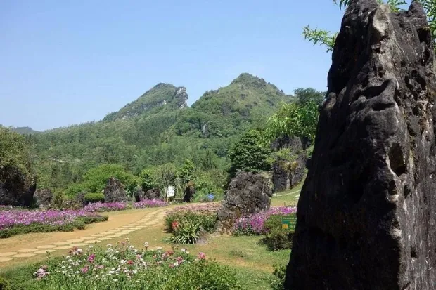 Vibrant flowers in Ham Rong Mountain's garden, showcasing the orchid garden's diversity