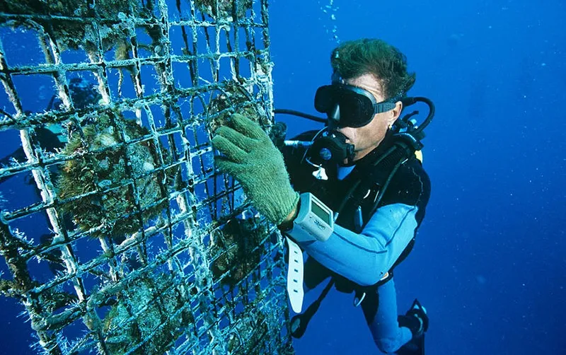 Pearls are cultivated in their natural seawater environment.
