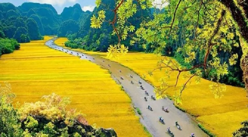 Ngồi thuyền xuôi dòng Tam Cốc ngắm cảnh đồng lúa xanh mướt và núi đá vôi trùng điệp