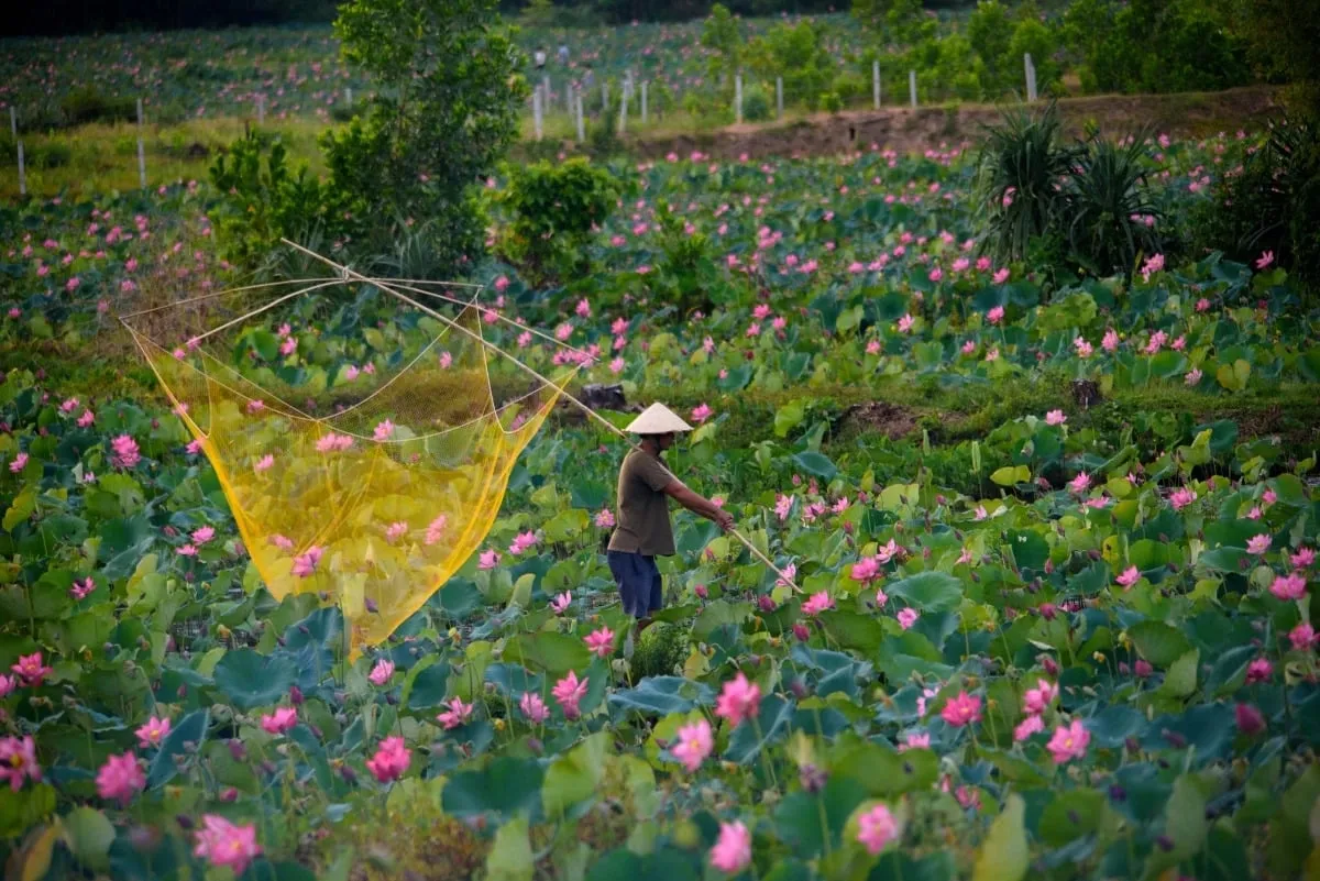 Local people harvesting lotus at Tra Vinh lotus field