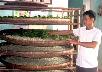 Mai Thuong villagers carefully tending to silkworms, a crucial step in silk production.