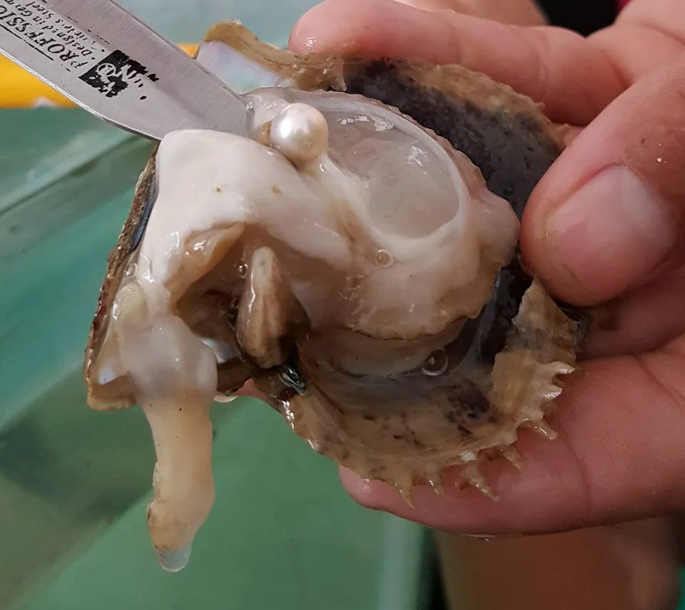 Artisan extracting a pearl from an oyster.