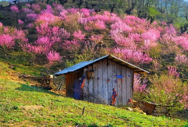 Peach blossoms blooming, covering a corner of the sky in Y Ty