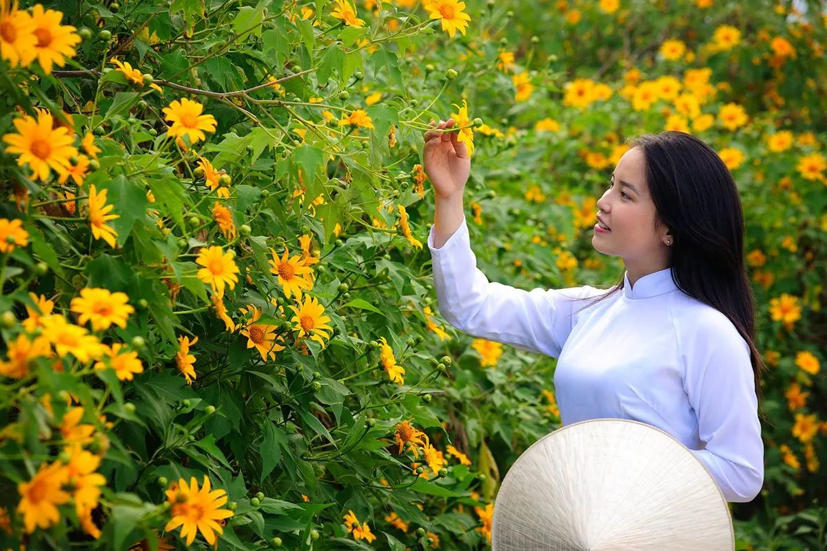 Picturesque Da Lat wild sunflower routes