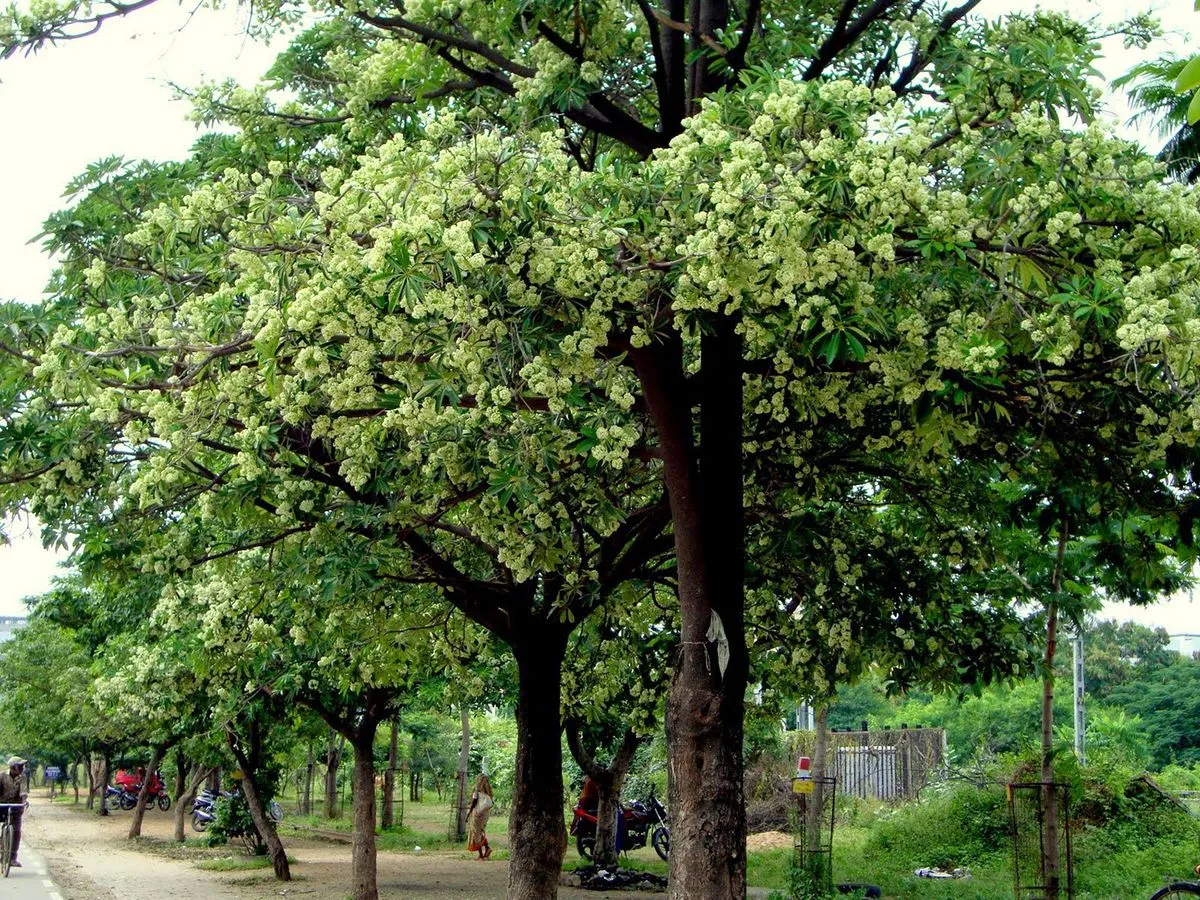 Những hàng cây hoa sữa tỏa hương ngào ngạt