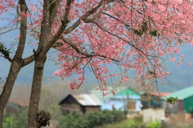 Pink peach blossoms contrasting beautifully against the green mountain backdrop at Ham Rong Mountain