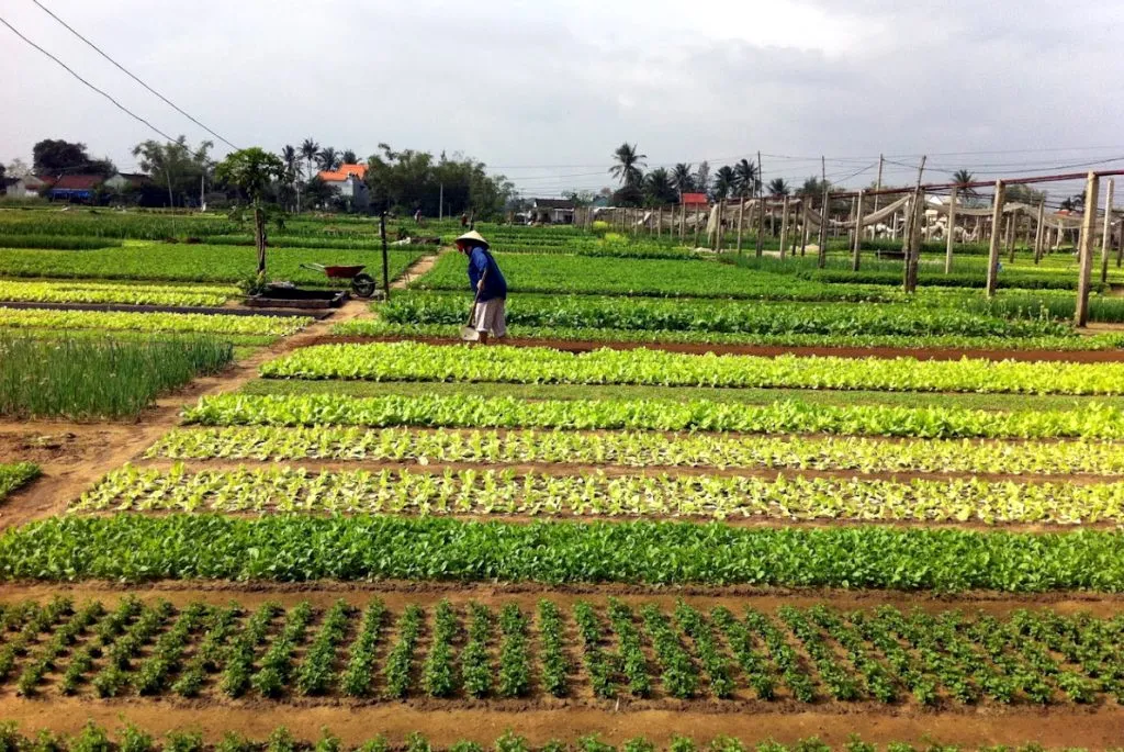 Lush green beds of fish mint, one of the many typical vegetables grown in Tra Que Vegetable Village, famous for its delicious flavor and high nutritional value